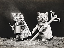 Zwei Katzen bei der Gartenarbeit mit einer kleinen Harke und einer Gießkanne