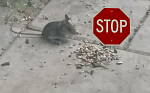 Eine kleine Maus sitzt vor einem Stop-Schild